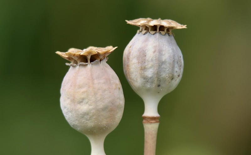 Seed Suppliers