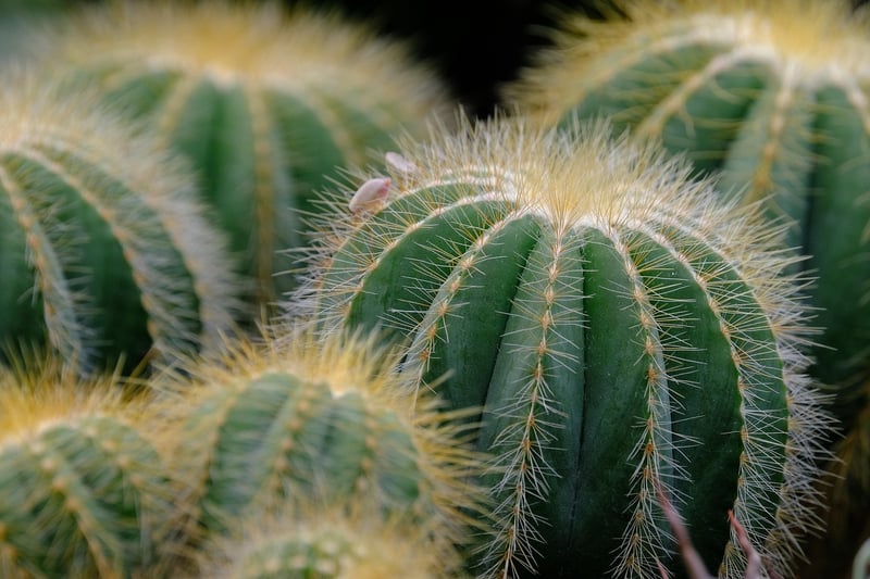 Haworthia Succulent