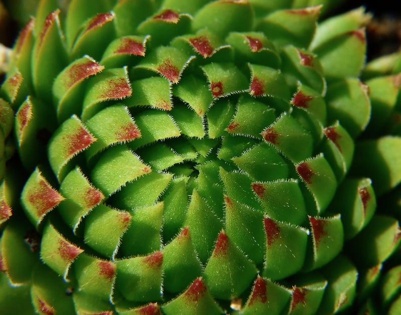 Sempervivum Succulent